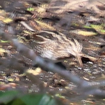 Wilson's Snipe - ML642070425