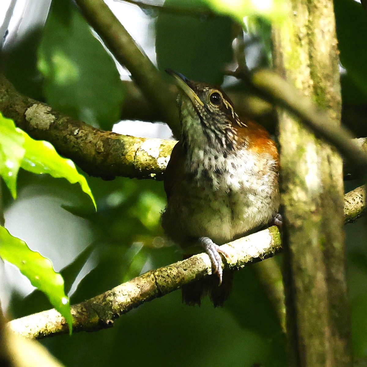 Rufous-and-white Wren - ML642070459