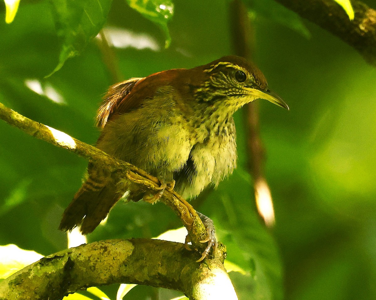 Rufous-and-white Wren - ML642070460