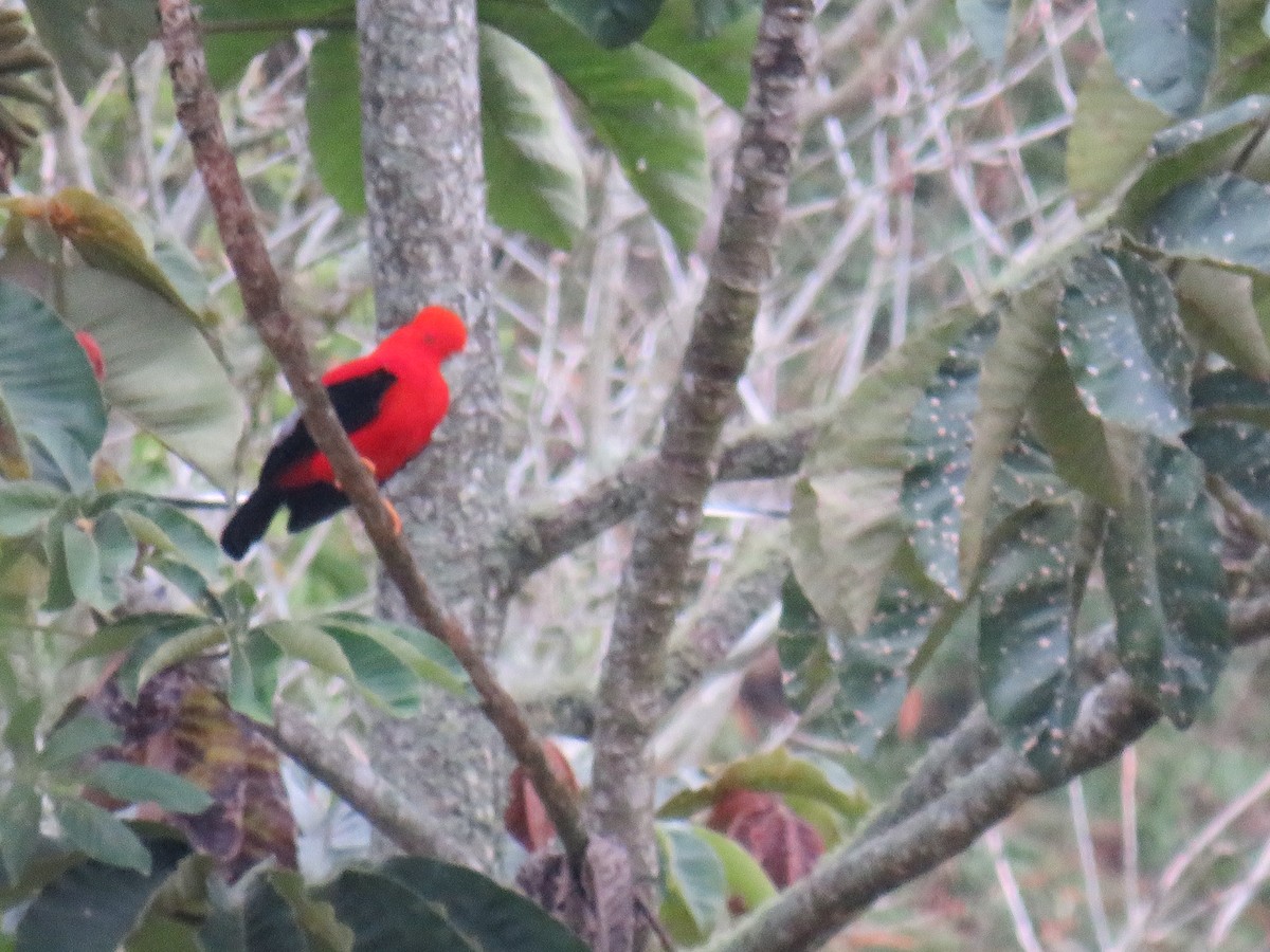 Andean Cock-of-the-rock - ML642070461