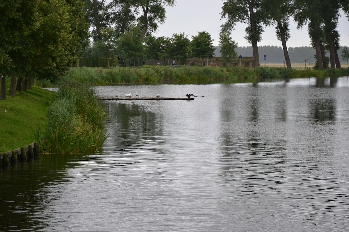 Great Cormorant - ML642070481
