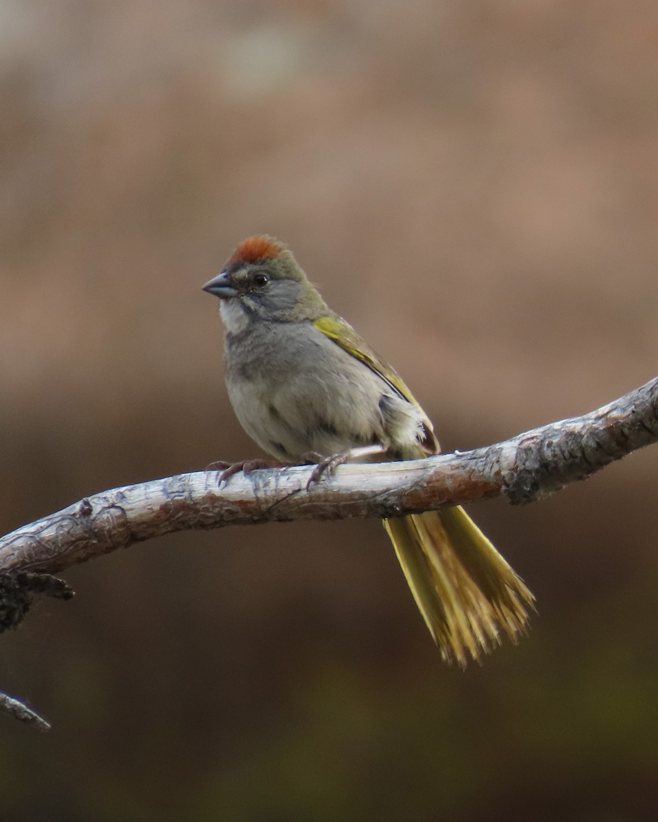 Green-tailed Towhee - ML642070491