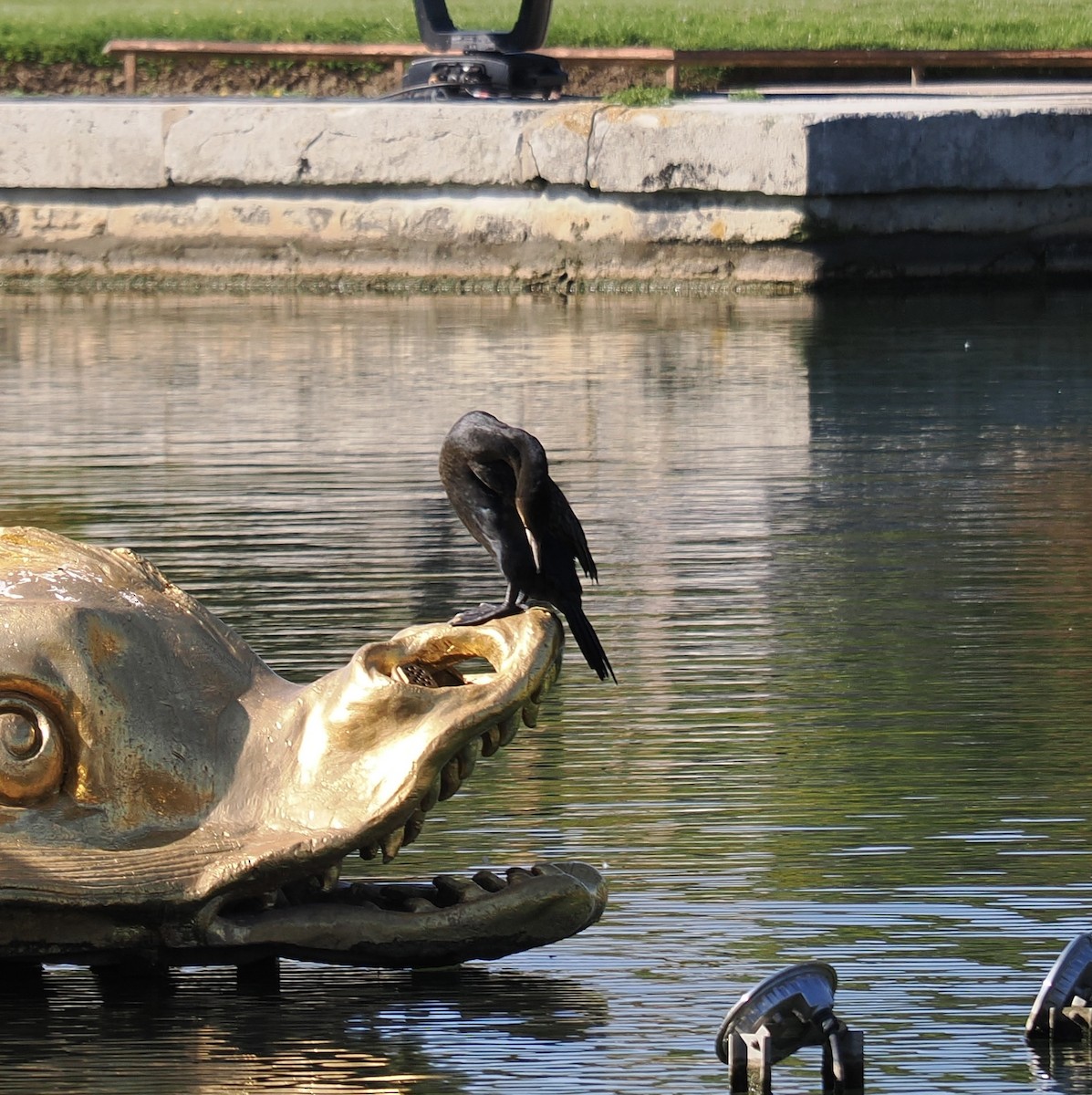 Great Cormorant - ML642070496
