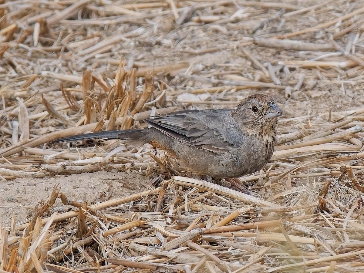 Canyon Towhee - ML642070497