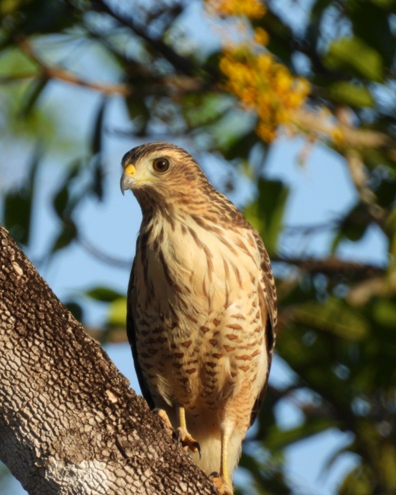 Roadside Hawk - ML642070504