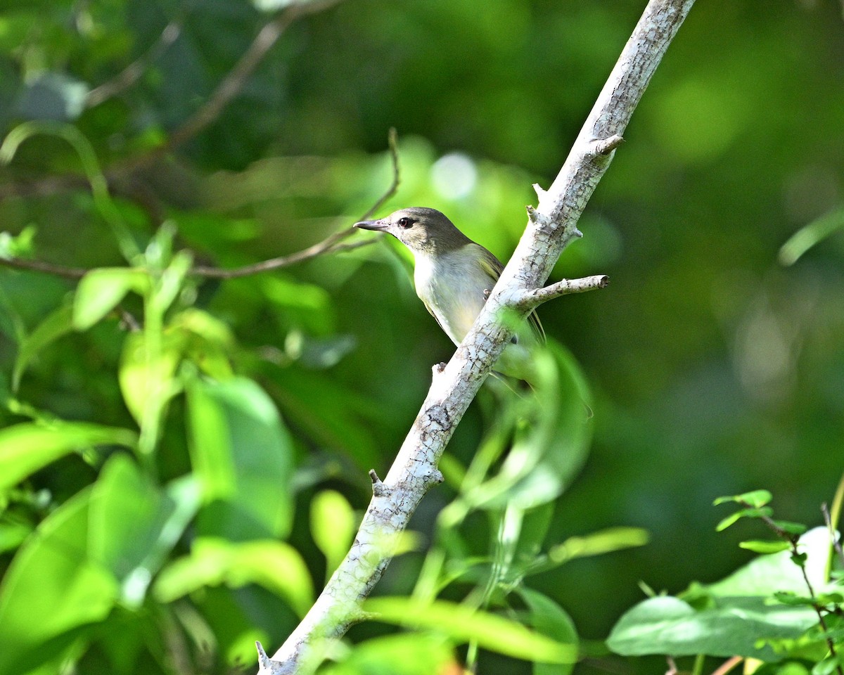 Black-whiskered Vireo - ML642070509