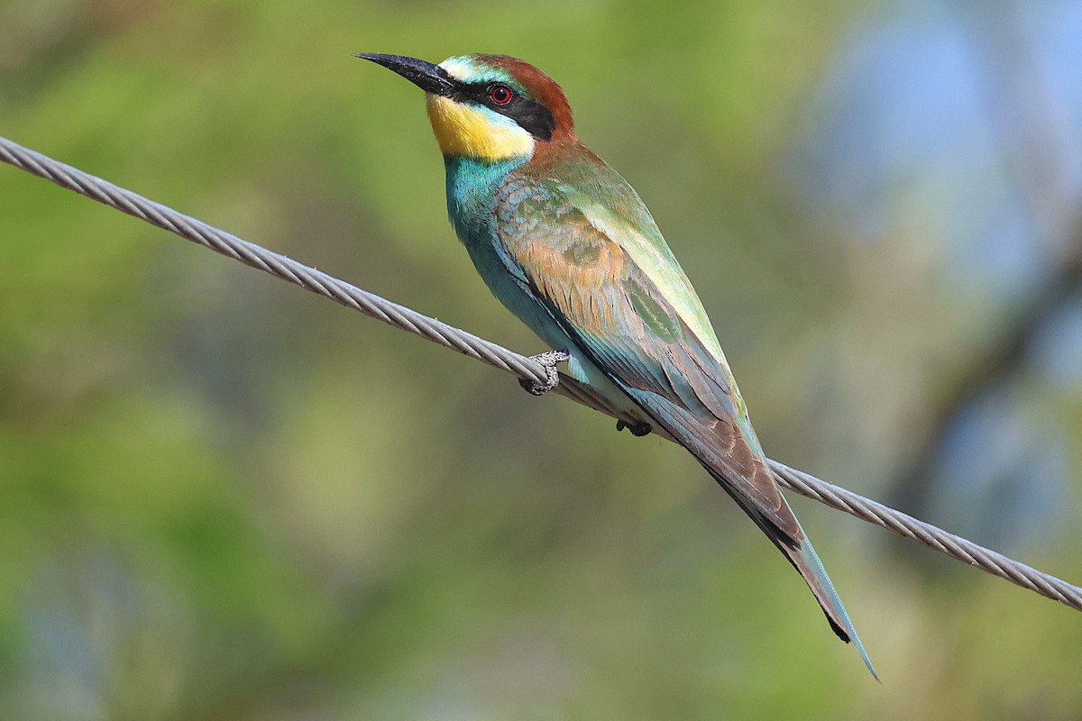 European Bee-eater - ML642070514