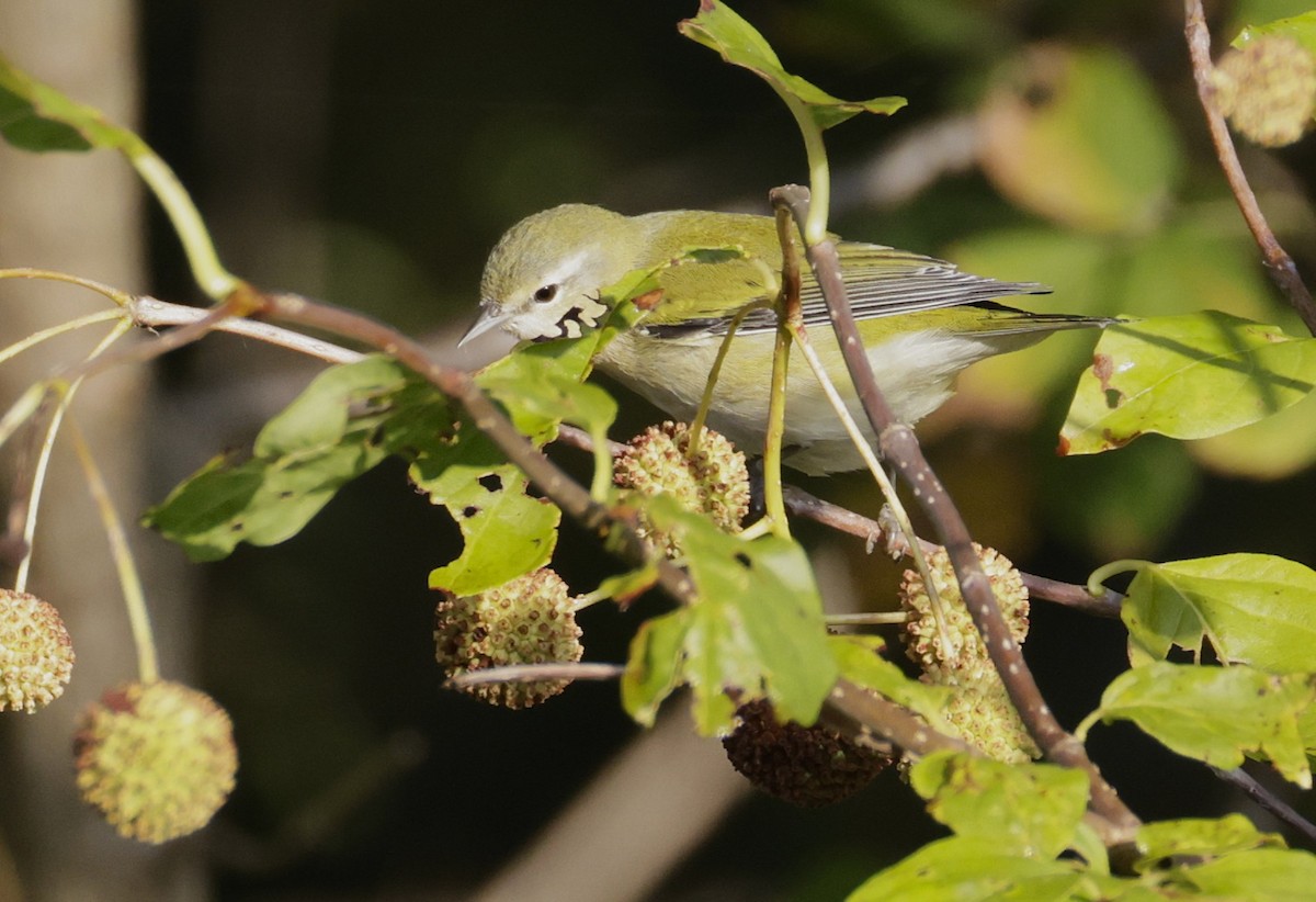 Tennessee Warbler - ML642070515