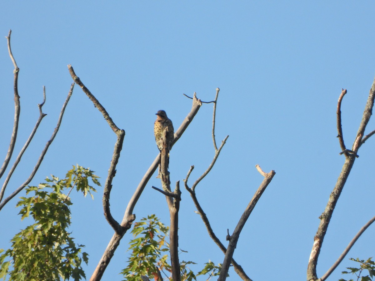 Northern Flicker - ML642070518