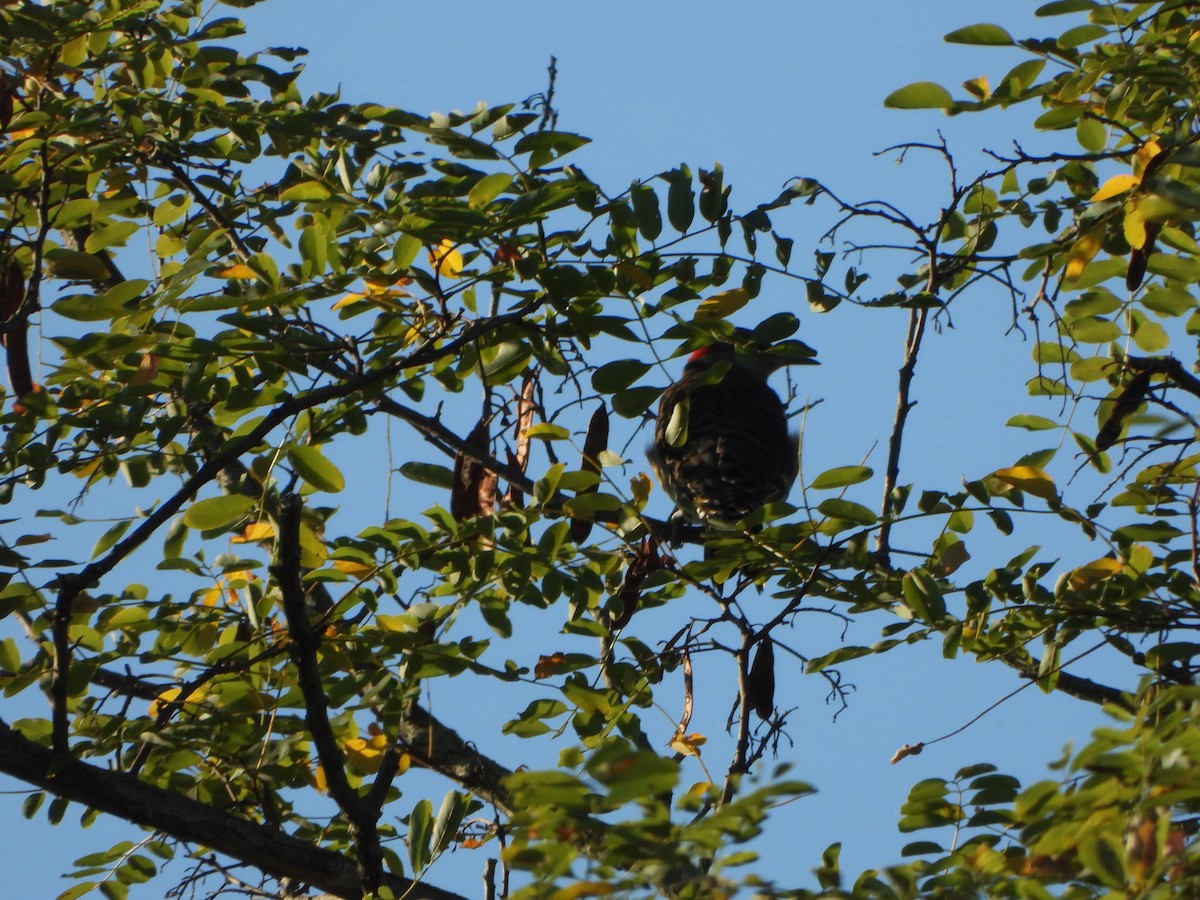 Northern Flicker - ML642070519