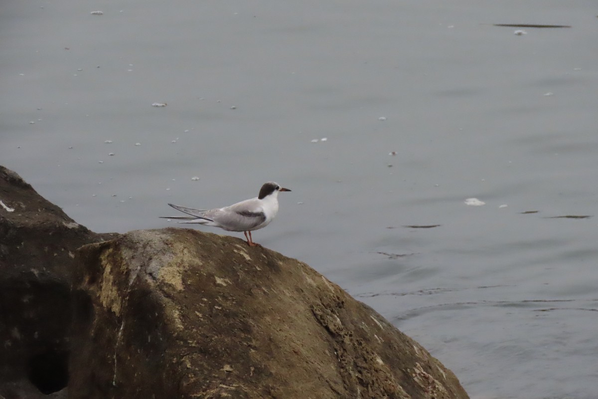 Common Tern - ML642070522