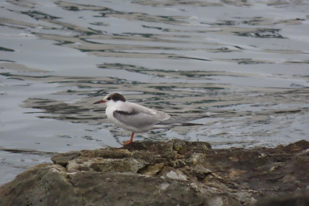 Common Tern - ML642070524