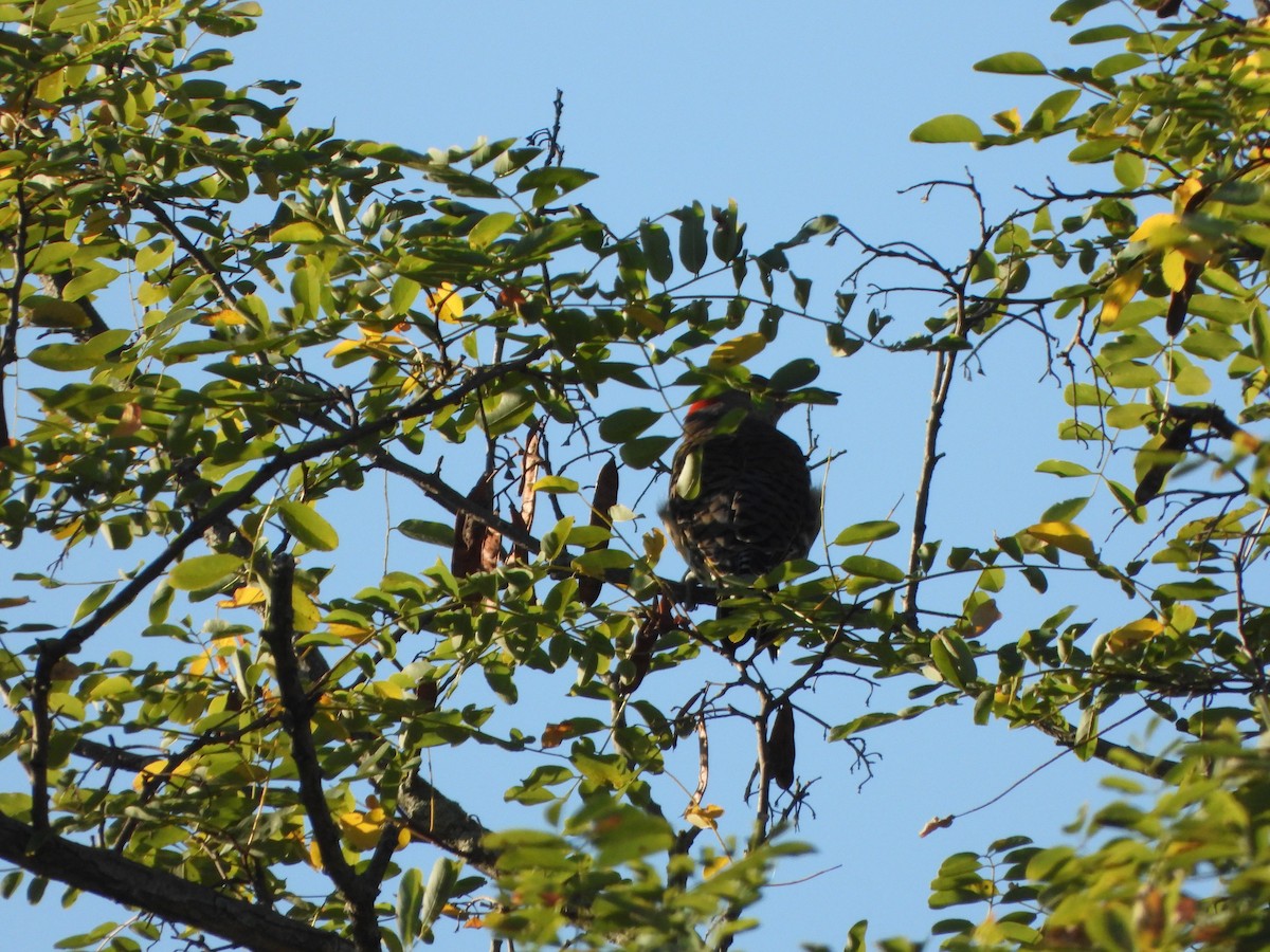 Northern Flicker - ML642070526