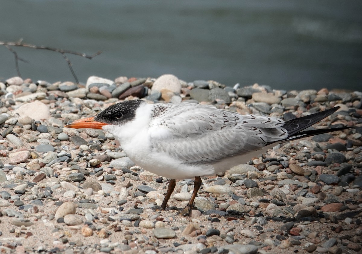 Caspian Tern - ML642070527