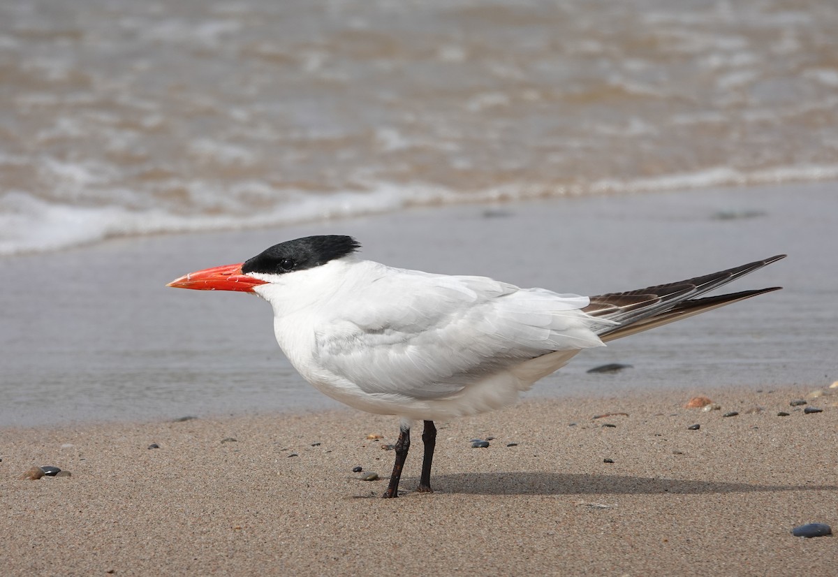 Caspian Tern - ML642070529