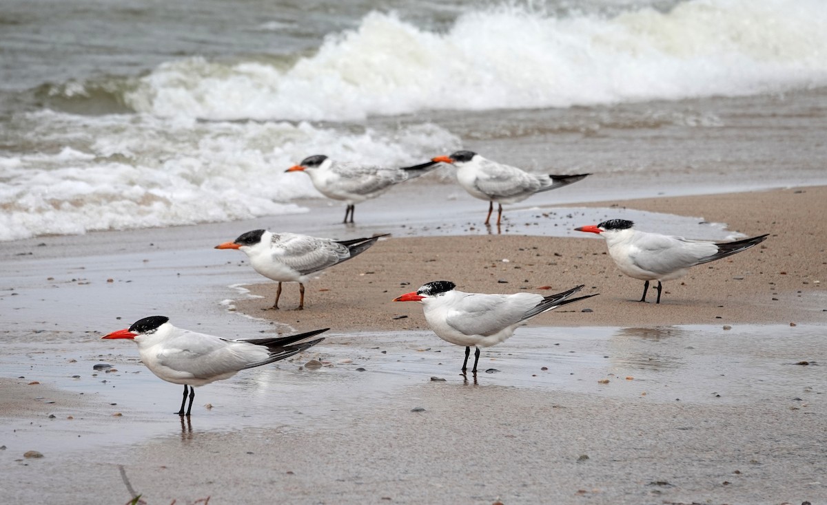 Caspian Tern - ML642070530