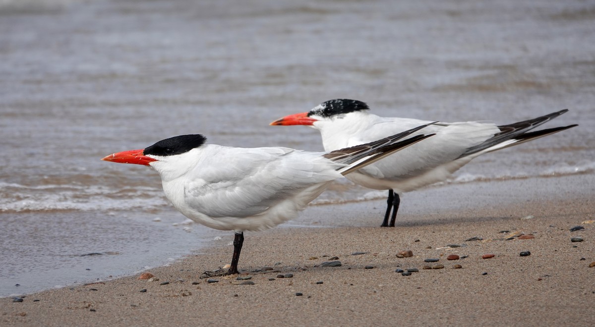 Caspian Tern - ML642070531