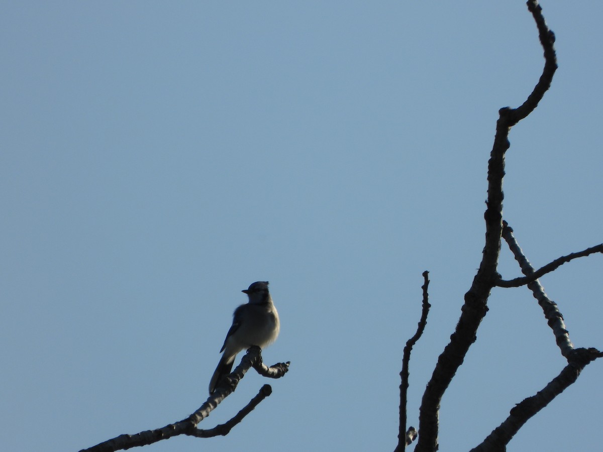 Blue Jay - ML642070537