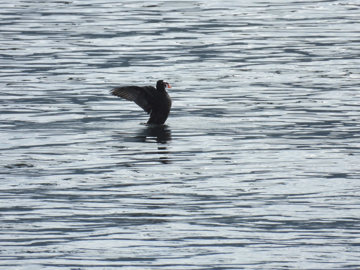 Surf Scoter - ML642070538
