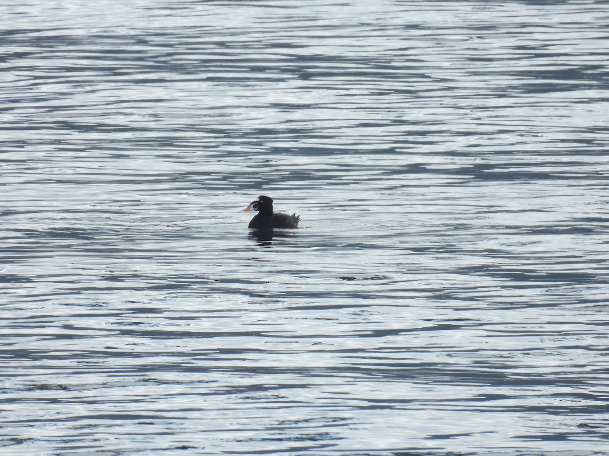 Surf Scoter - ML642070539