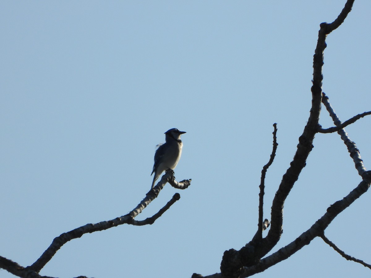 Blue Jay - ML642070540