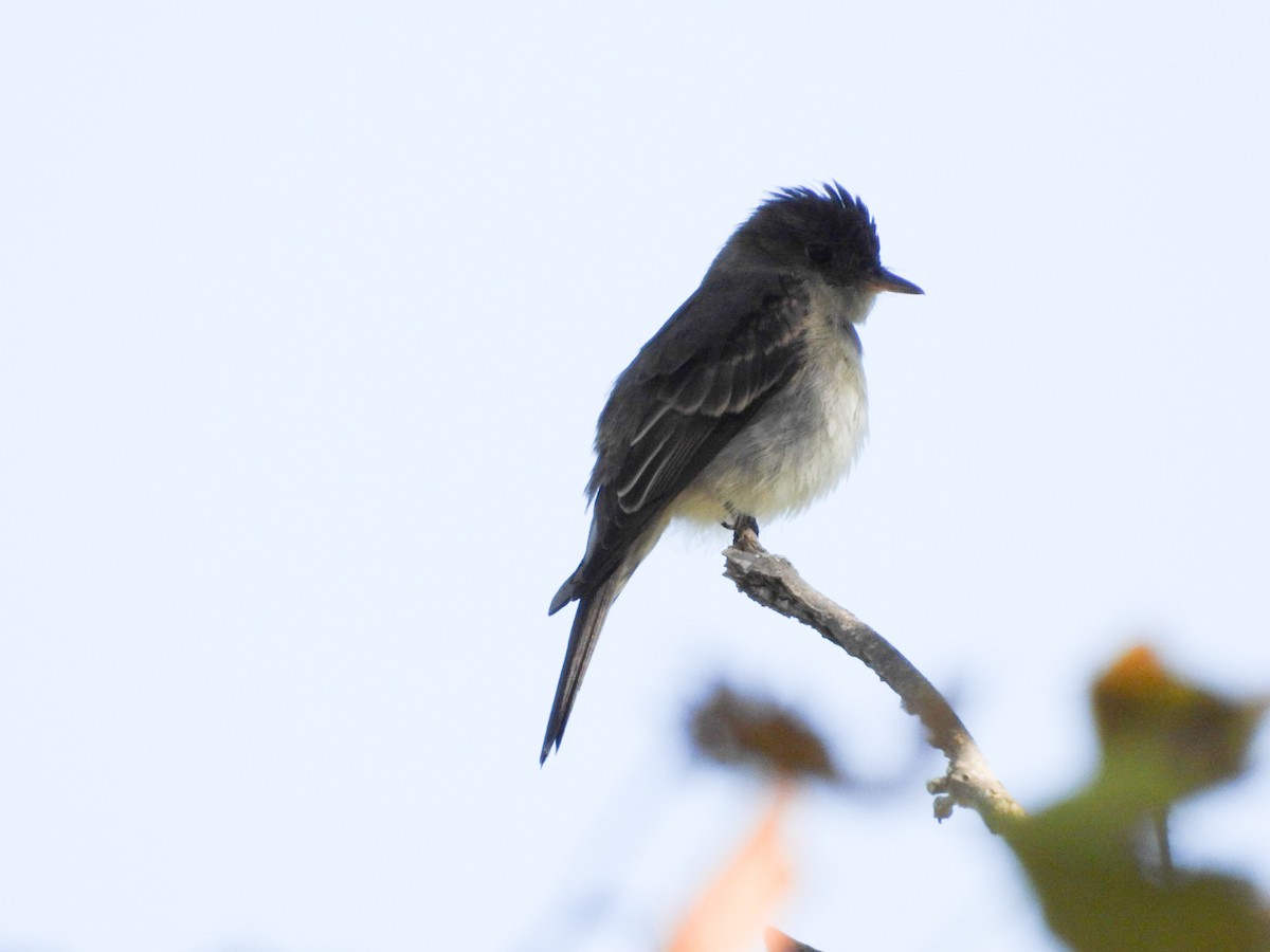 Eastern Wood-Pewee - ML642070541