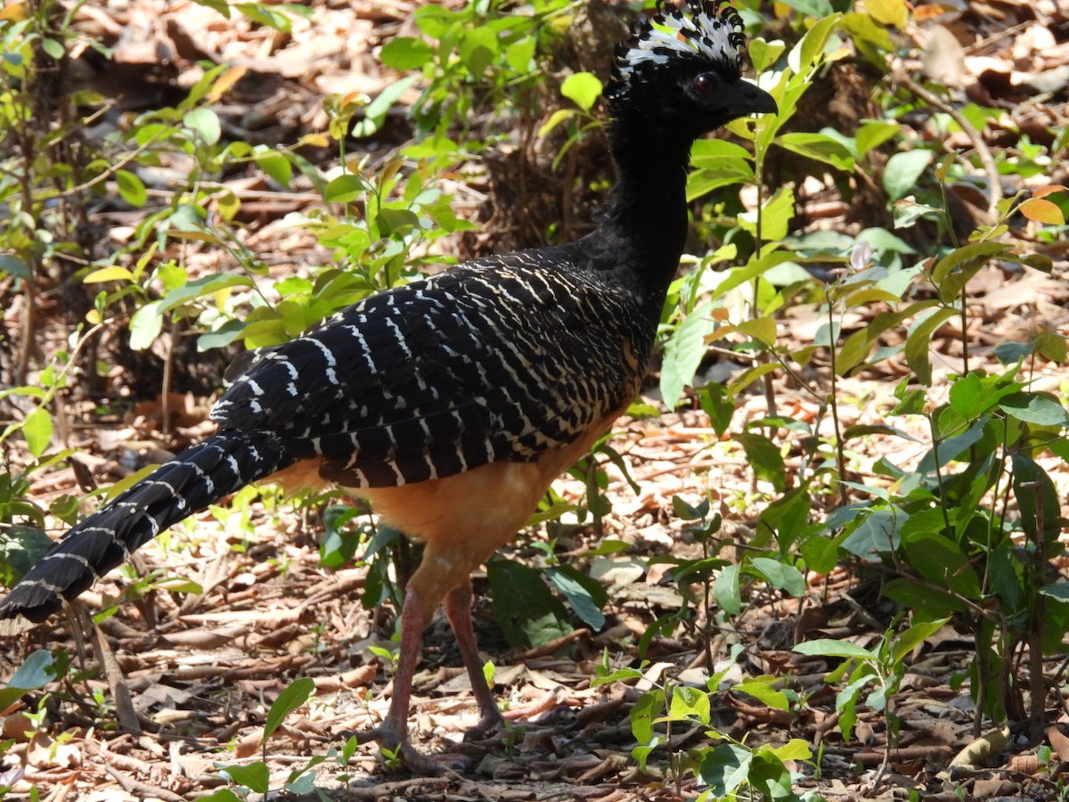 Bare-faced Curassow - ML642070543