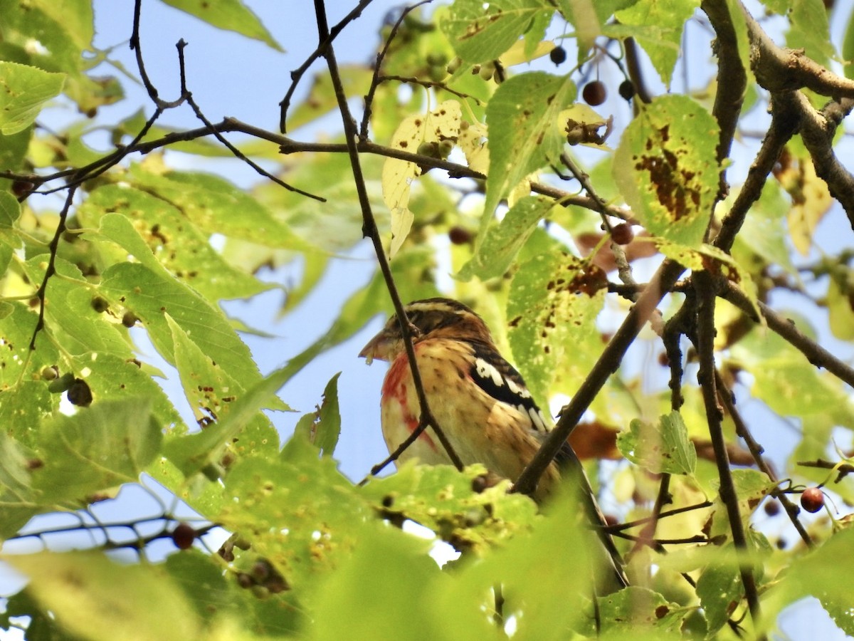 Rose-breasted Grosbeak - ML642070545