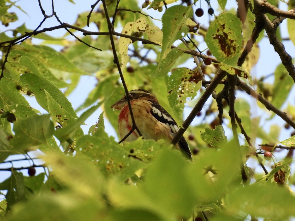 Rose-breasted Grosbeak - ML642070546