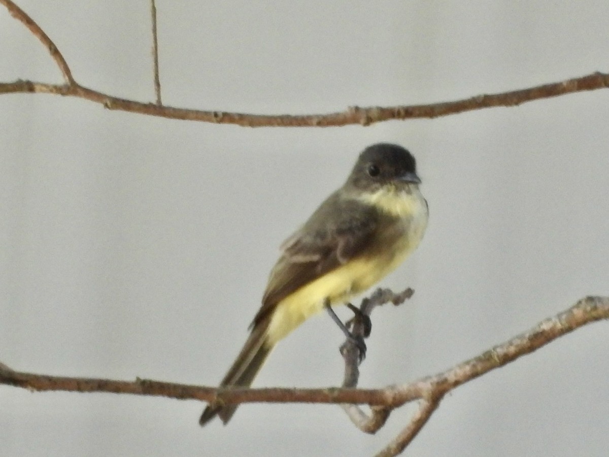 Eastern Phoebe - ML642070548