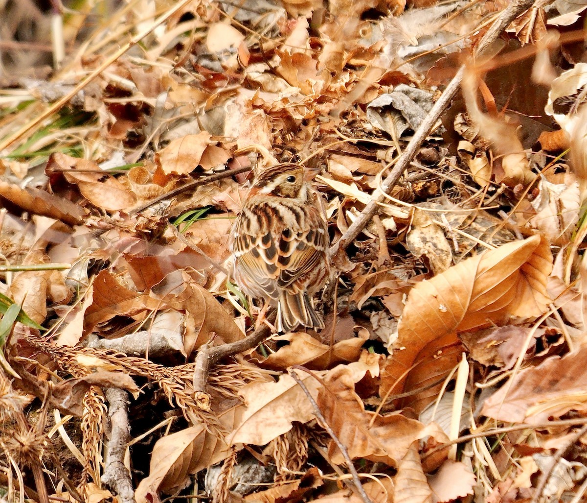 Rustic Bunting - ML642070551
