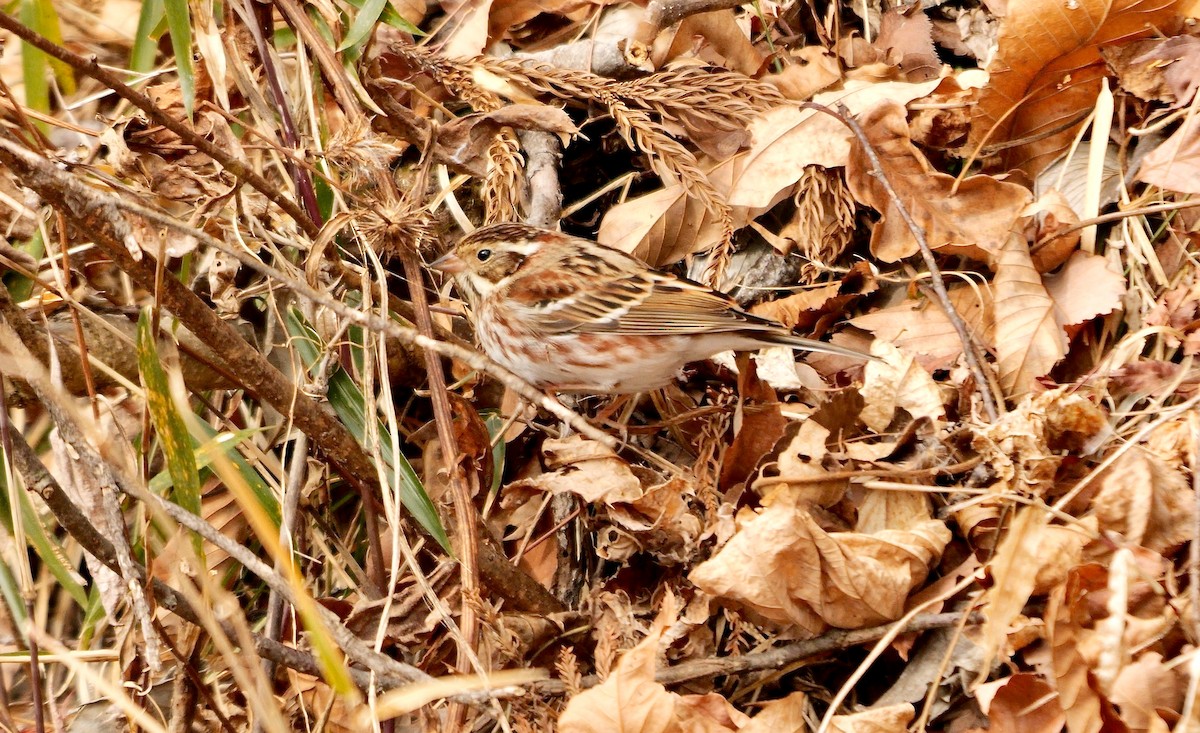 Rustic Bunting - ML642070552