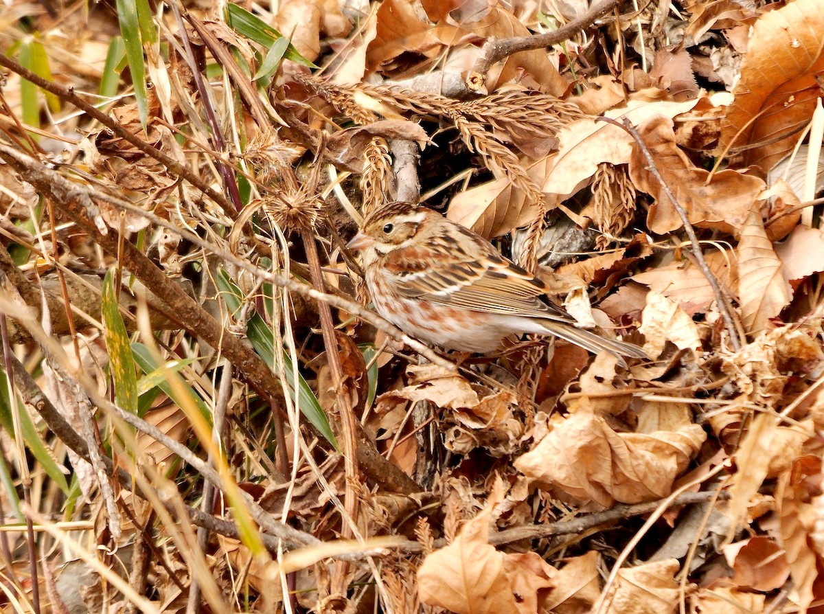 Rustic Bunting - ML642070553