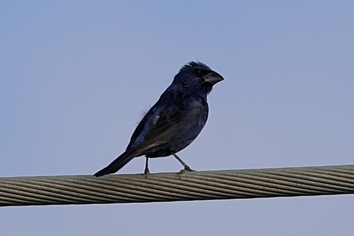 Blue Grosbeak - ML642070554