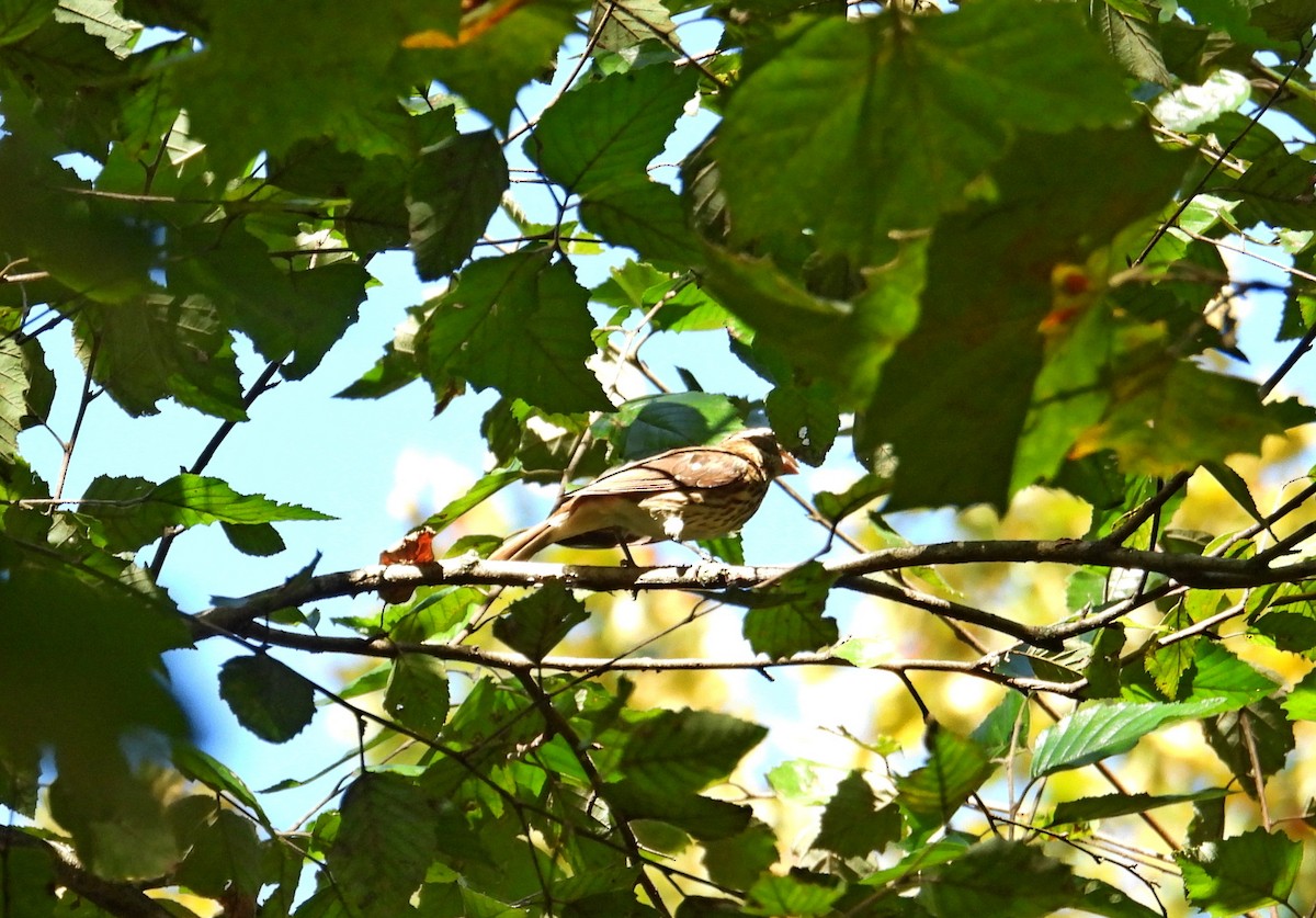 Rose-breasted Grosbeak - ML642070557