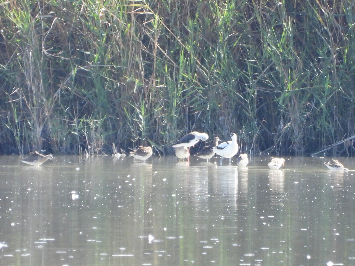 Ruff - ML642070558