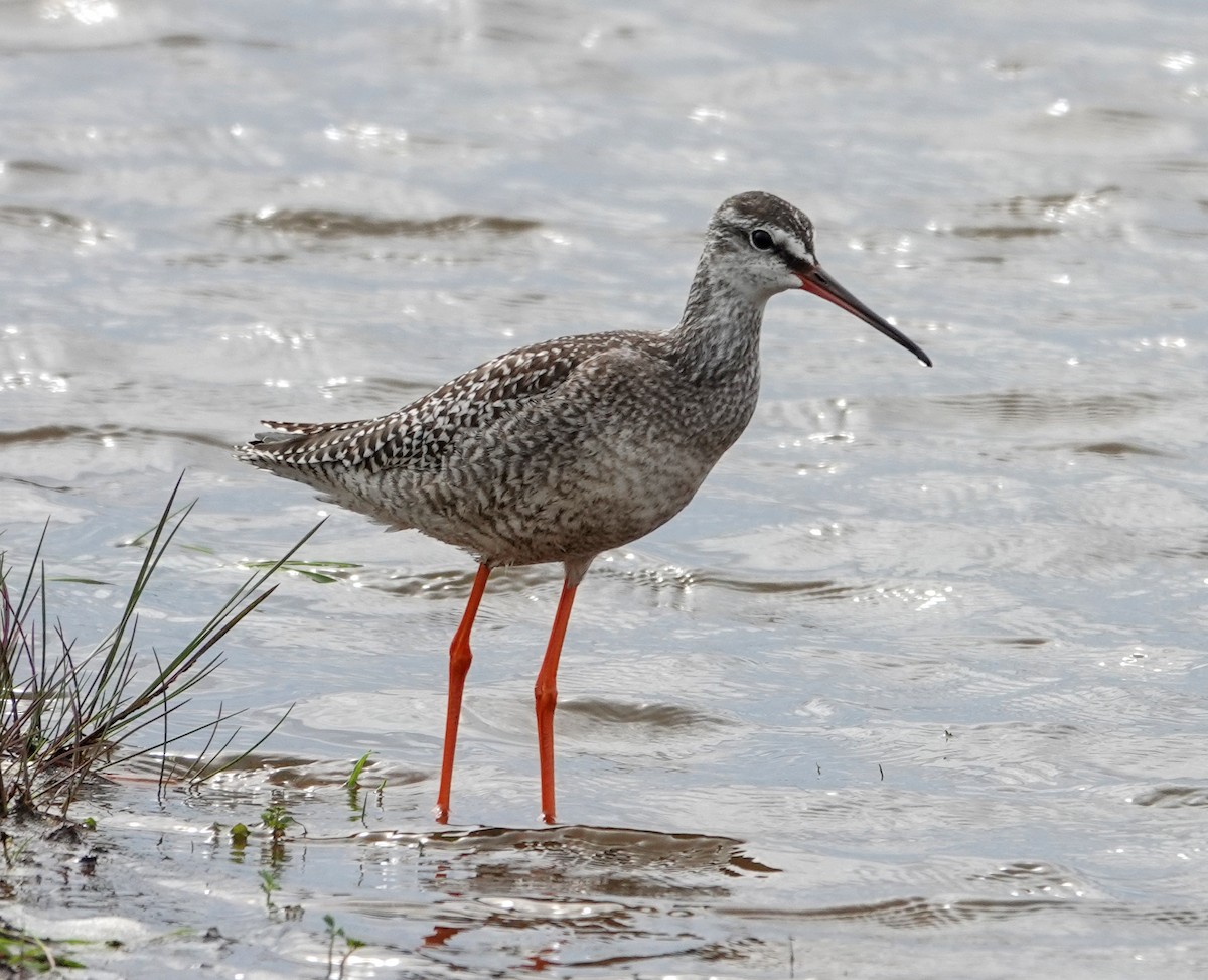 Spotted Redshank - ML642070559