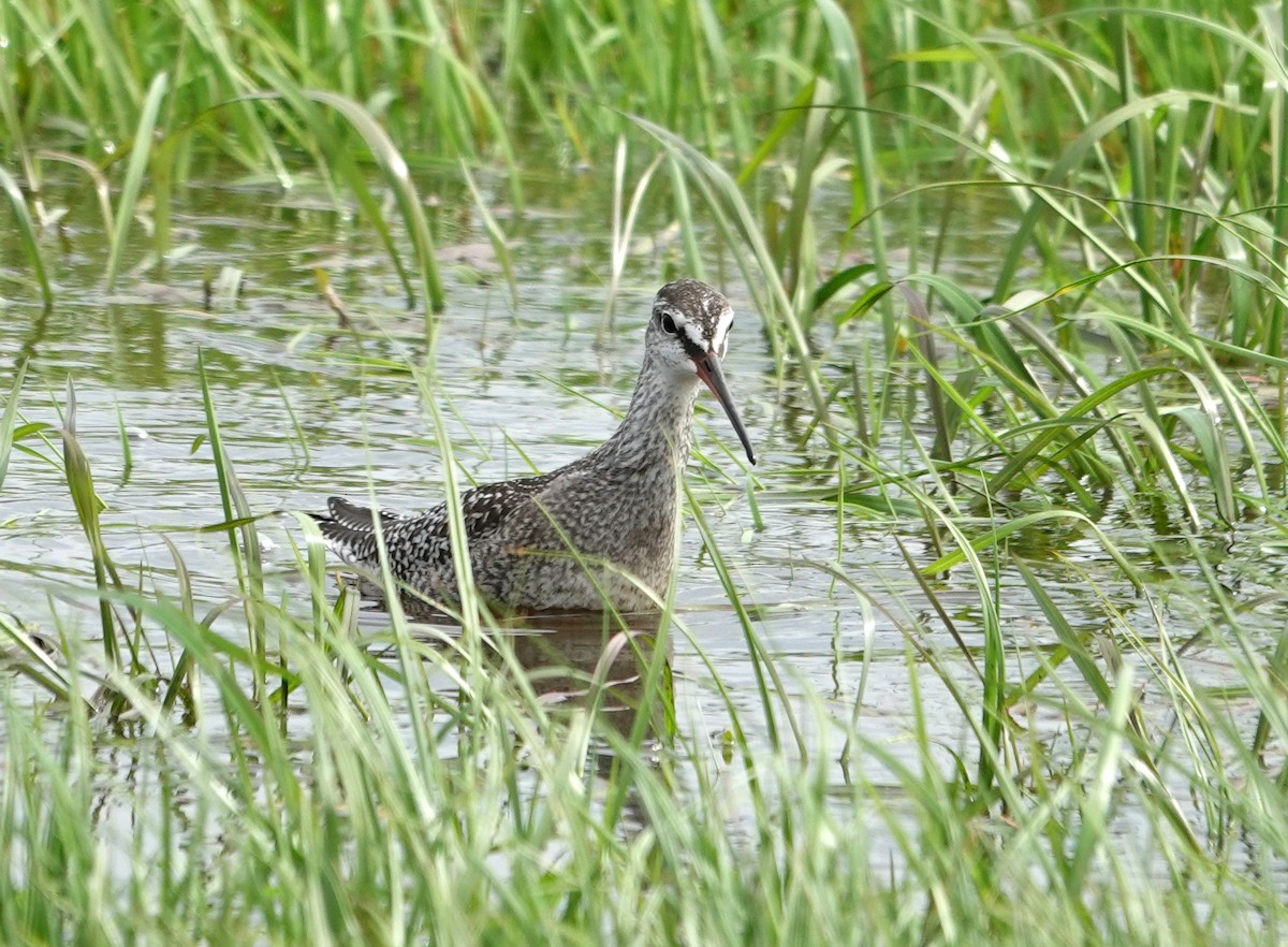 Spotted Redshank - ML642070560