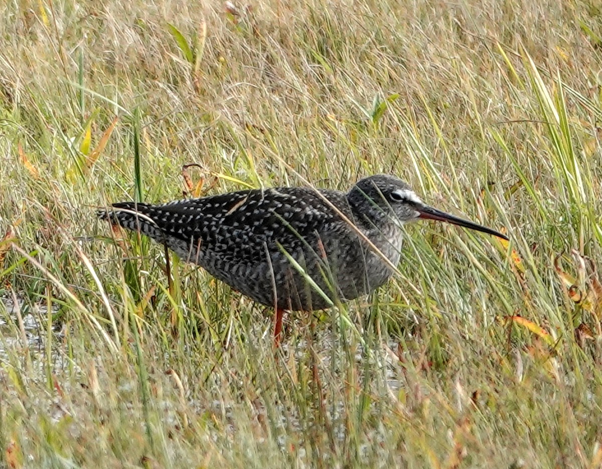 Spotted Redshank - ML642070561