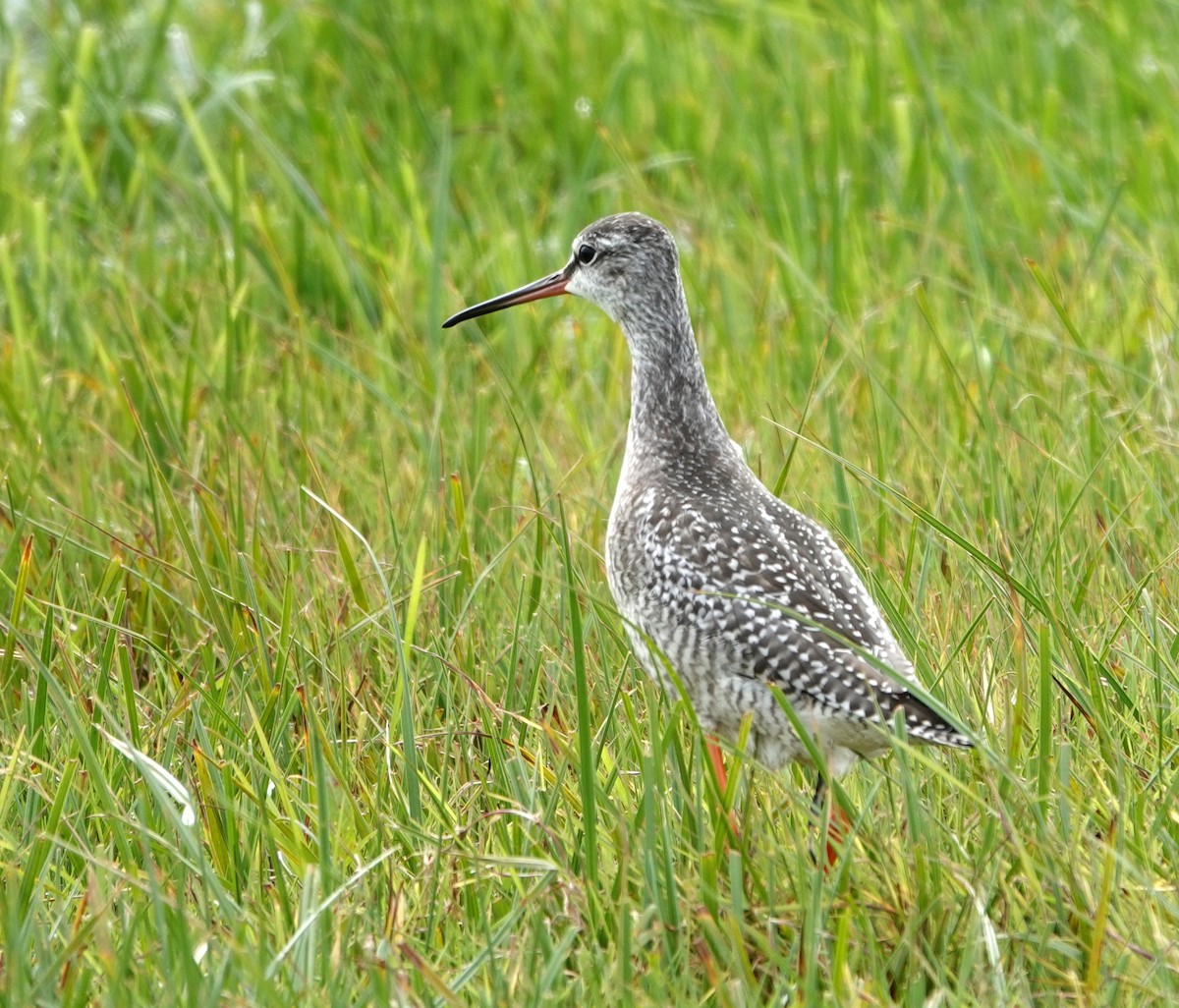 Spotted Redshank - ML642070562