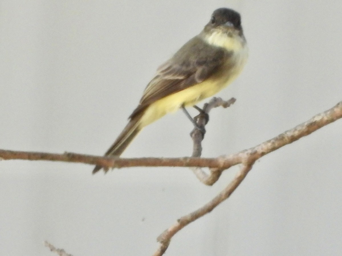 Eastern Phoebe - ML642070563