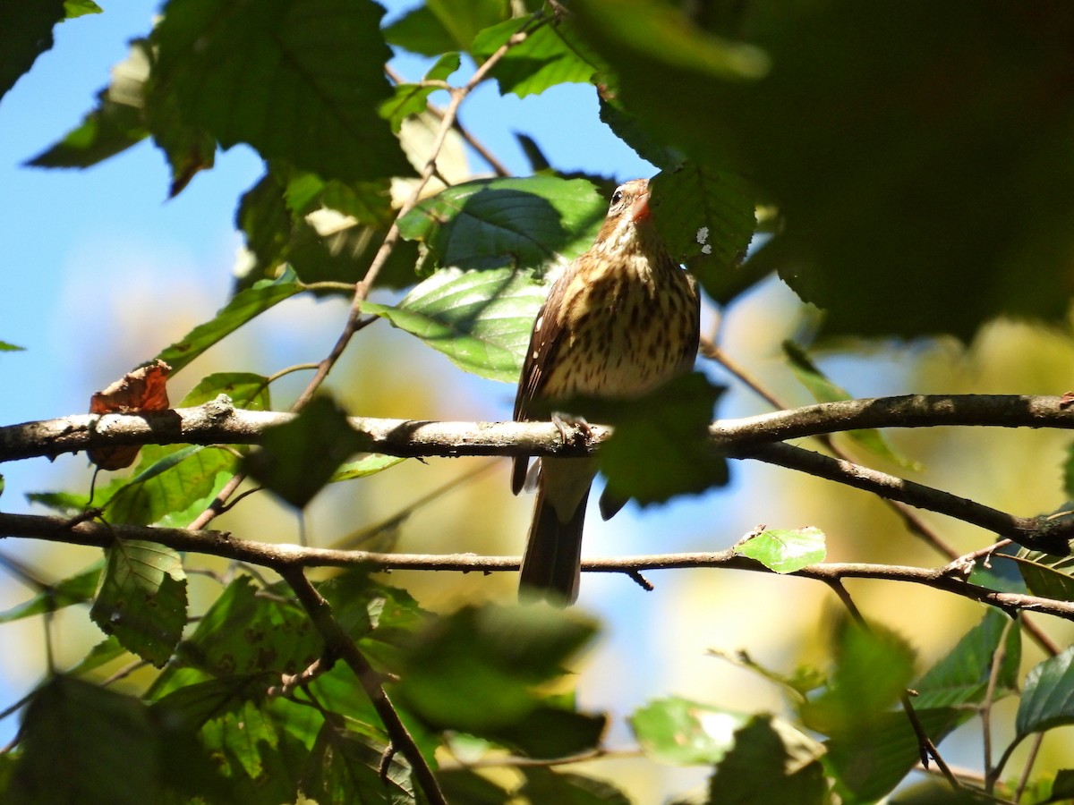 Rose-breasted Grosbeak - ML642070564