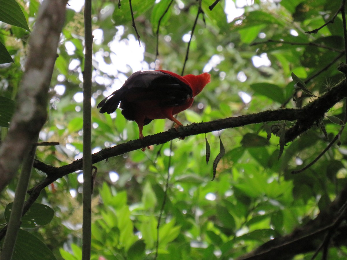 Andean Cock-of-the-rock - ML642070566