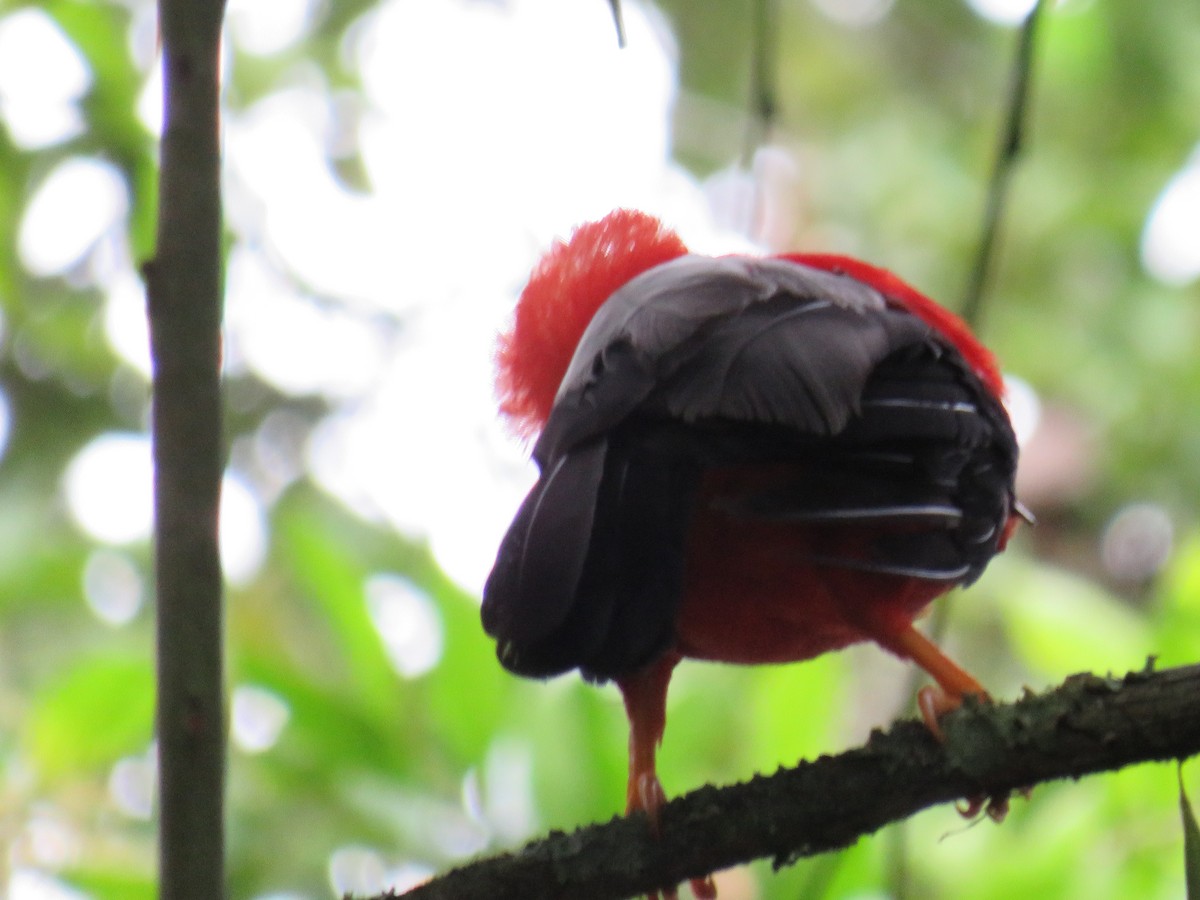 Andean Cock-of-the-rock - ML642070567
