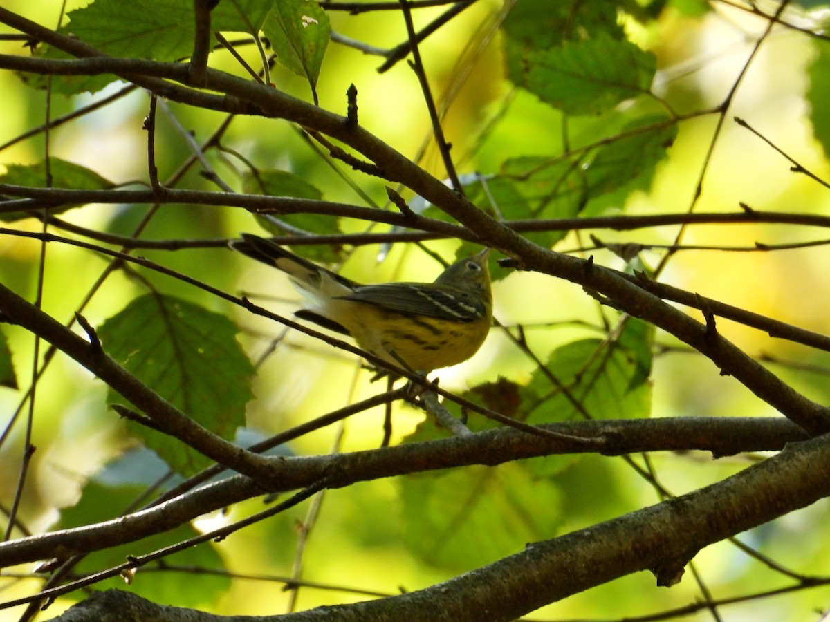 Magnolia Warbler - ML642070568