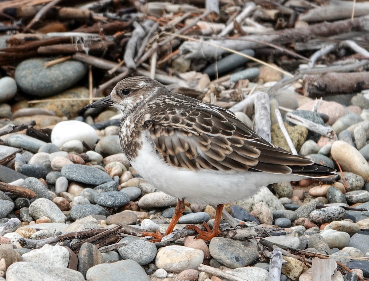 Крем'яшник звичайний - ML642070571