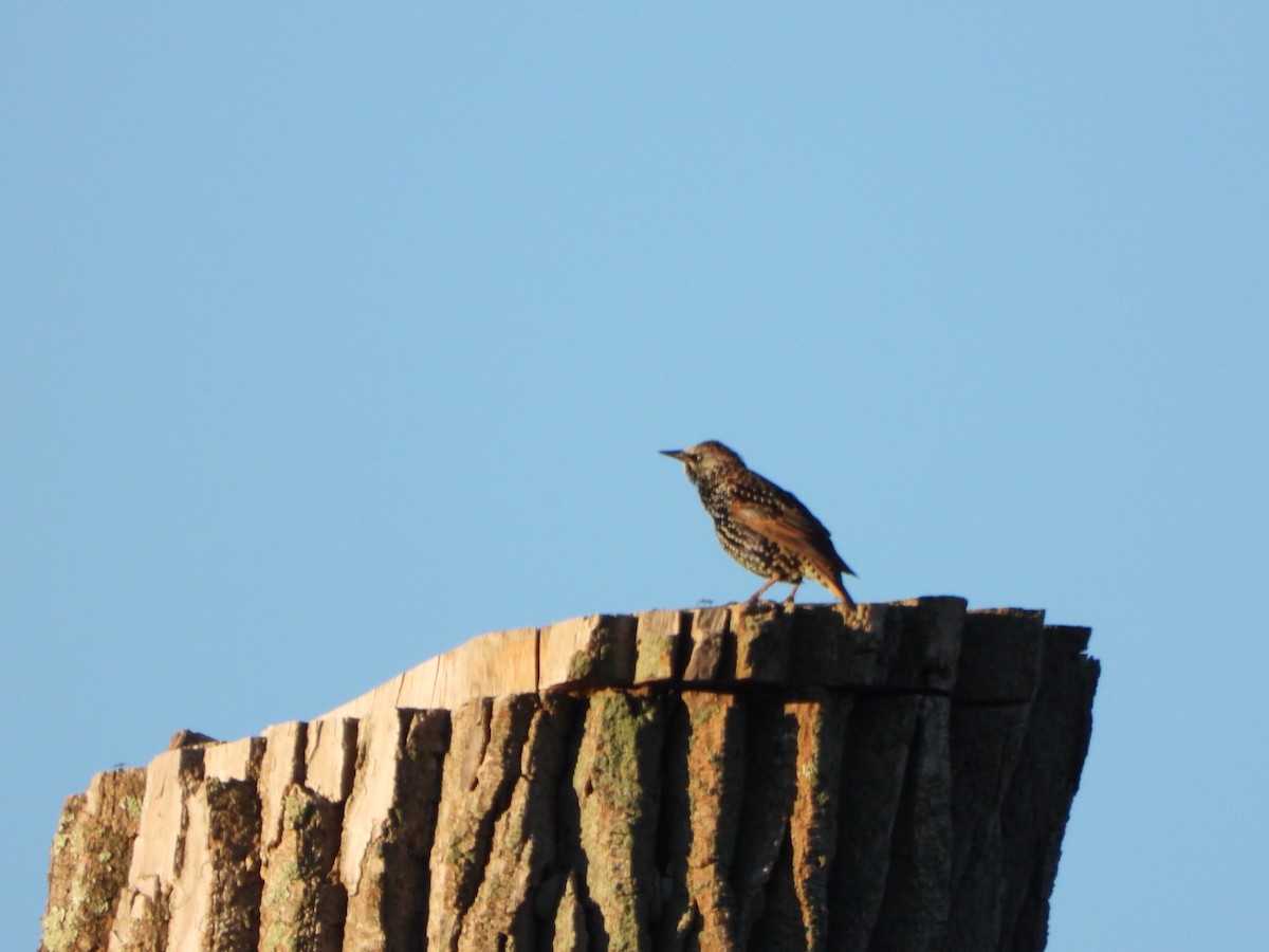 European Starling - ML642070575
