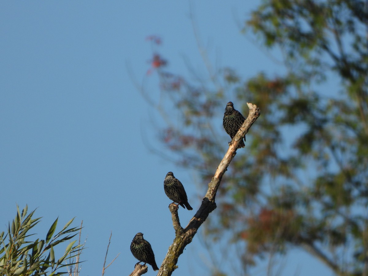 European Starling - ML642070577