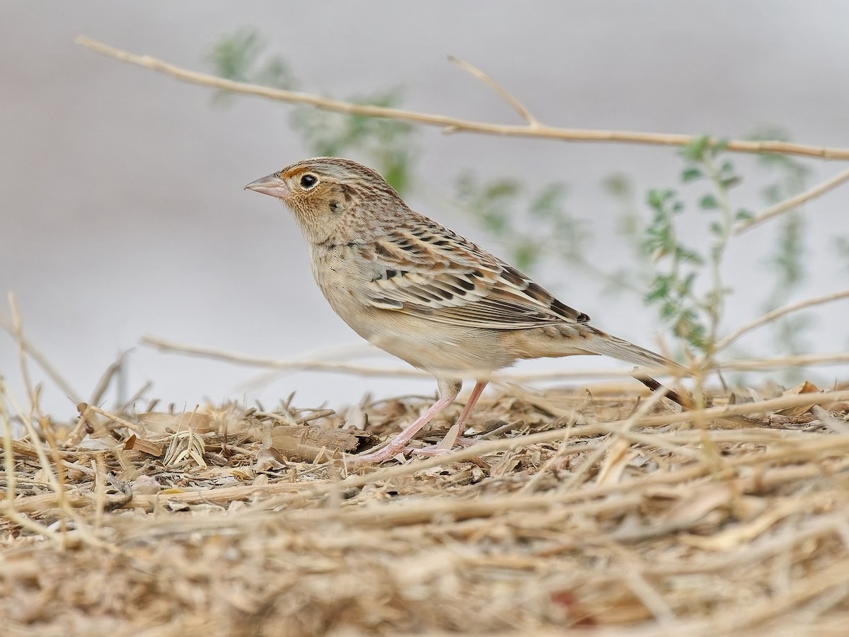 ML642070578 - Grasshopper Sparrow - Macaulay Library