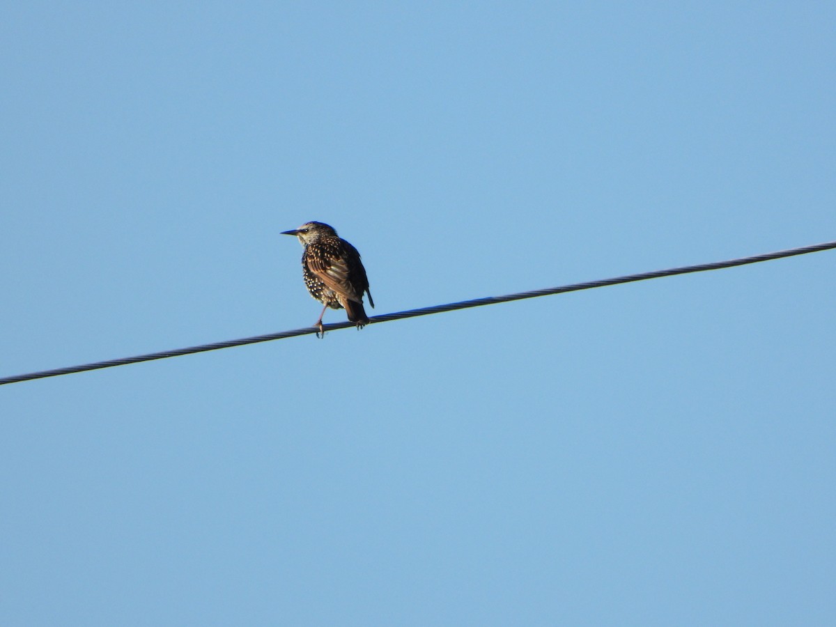 European Starling - ML642070581